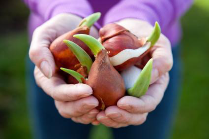 Kỹ thuật trồng hoa Tulip tại nh&agrave; đạt kết quả phải chọn củ giống tốt. Ảnh minh họa