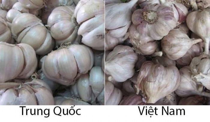 Tỏi Trung Quốc thường to v&agrave; đều c&ograve;n tỏi Việt Nam nhỏ hơn. Ảnh minh họa 