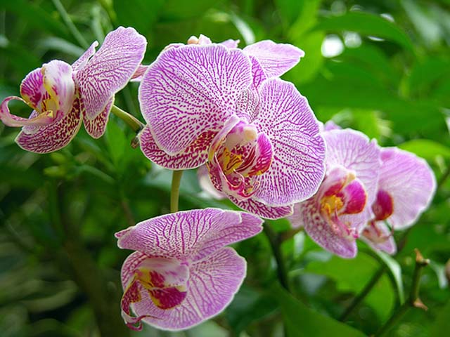 Kỹ thuật trồng c&acirc;y hoa Phong lan kh&ocirc;ng hề đơn giản. Ảnh minh họa 