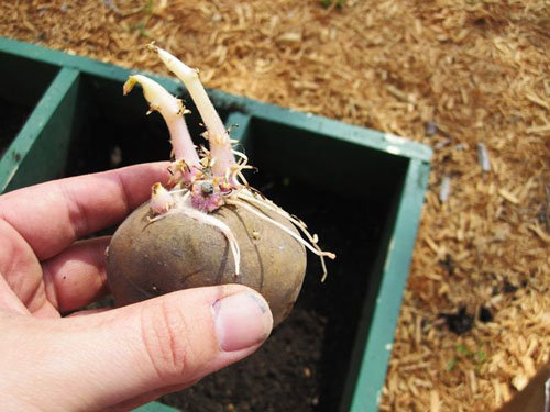 Kỹ thuật trồng khoai t&acirc;y tại nh&agrave; bằng củ mầm cực đơn giản. Ảnh minh họa 