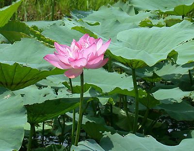  Kỹ thuật trồng sen Cung Đ&igrave;nh phải mất nhiều c&ocirc;ng chăm s&oacute;c. Ảnh minh họa