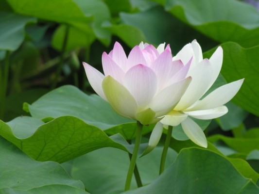  Kỹ thuật trồng hoa sen Cung Đ&igrave;nh lu&ocirc;n lu&ocirc;n phải để &yacute; quan s&aacute;t để tr&aacute;nh s&acirc;u bệnh hại c&acirc;y. Ảnh minh họa