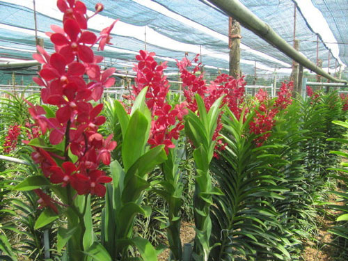 Kỹ thuật trồng hoa lan cắt c&agrave;nh c&oacute; thể &aacute;p dụng nhiều phương ph&aacute;p kh&aacute;c nhau. Ảnh minh họa 