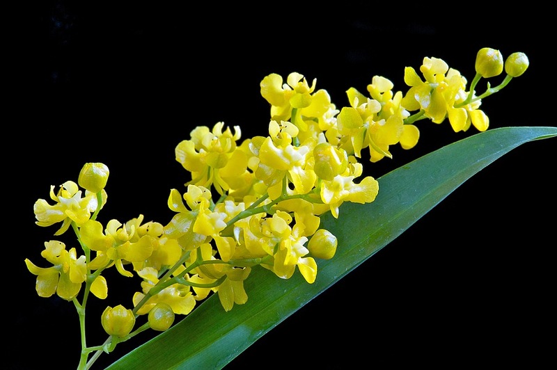 Ngo&agrave;i yếu tố thời tiết th&igrave; kỹ thuật trồng hoa Lan Vũ nữ cũng cần phải đảm bảo chăm s&oacute;c đ&uacute;ng c&aacute;ch. Ảnh minh họa 