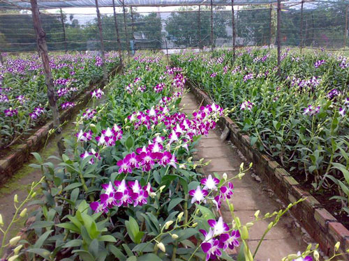 Kỹ thuật trồng hoa lan cắt c&agrave;nh tương đối phức tạp. Ảnh minh họa