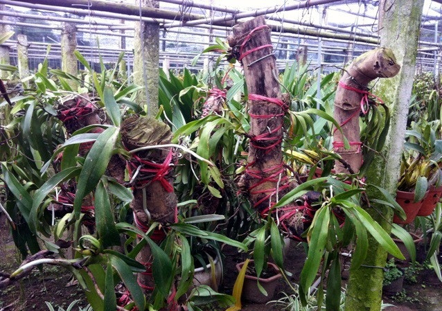  Kỹ thuật trồng hoa lan gh&eacute;p gốc c&acirc;y tưởng kh&oacute; ph&aacute;t triển nhưng lại cho ra hoa rất đẹp. Ảnh minh họa