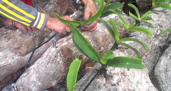 Để hoa lan b&aacute;m chặt v&agrave;o c&acirc;y v&agrave; tạo rễ th&igrave; phải đảm bảo đ&uacute;ng c&aacute;c bước kỹ thuật trồng cơ bản. Ảnh minh họa 
