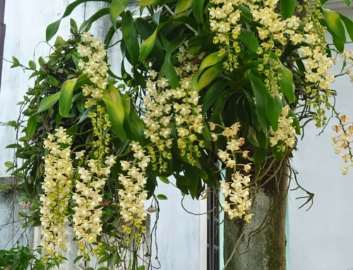 Để hoa lan nở đẹp th&igrave; ngo&agrave;i yếu tố kỹ thuật trồng c&acirc;y đ&uacute;ng c&aacute;ch phải chăm s&oacute;c tốt. Ảnh minh họa