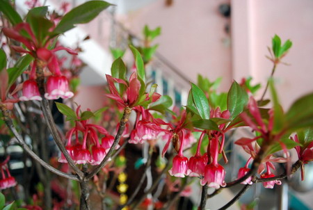  C&aacute;ch chăm s&oacute;c hoa Đ&agrave;o Chu&ocirc;ng chơi Tết cũng cực kỳ đơn giản. Ảnh minh họa