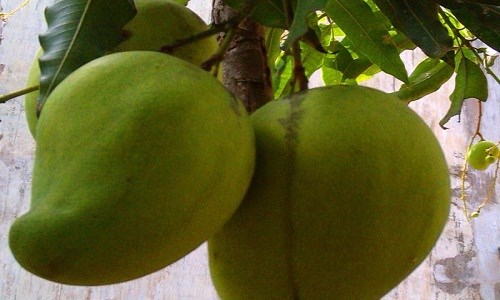 Kỹ thuật trồng c&acirc;y xo&agrave;i Tứ qu&yacute; bằng phương ph&aacute;p gh&eacute;p c&agrave;nh l&agrave; tốt nhất. Ảnh minh họa