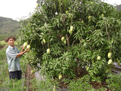  Kỹ thuật trồng c&acirc;y xo&agrave;i Tứ qu&yacute; n&ecirc;n ch&uacute; &yacute; tới việc cắt tỉa c&agrave;nh. Ảnh minh họa