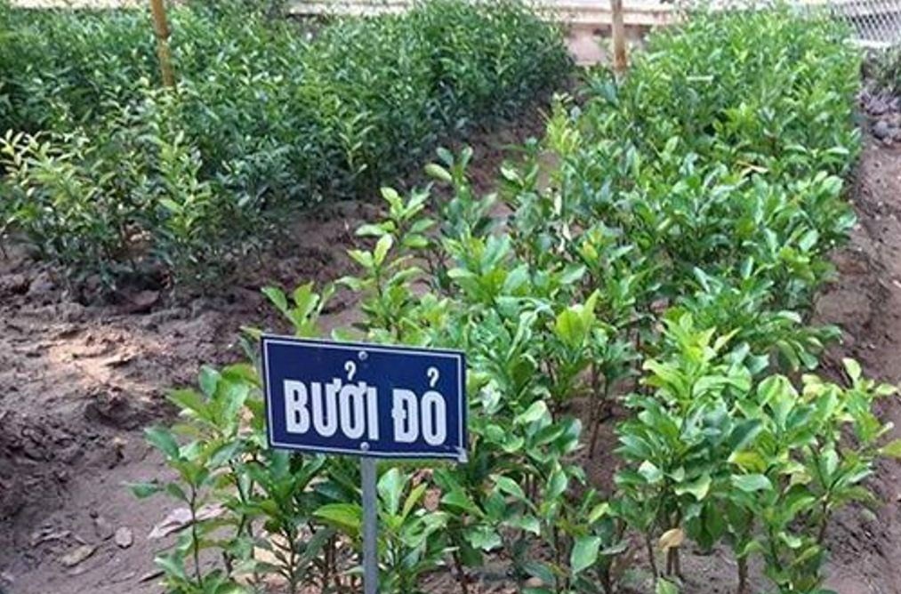 Để trồng c&acirc;y bưởi đỏ Luận Văn đạt năng suất cao cần chọn giống tốt thuần chủng địa phương. Ảnh minh họa