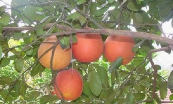 Kỹ thuật trồng c&acirc;y bưởi đỏ Luận Văn được &aacute;p dụng theo nhiều phương ph&aacute;p kh&aacute;c nhau nhưng lại rất đơn giản. Ảnh minh họa 
