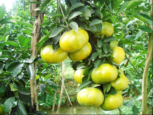  Kỹ thuật trồng c&acirc;y qu&yacute;t đường đơn giản cho năng suất cao. Ảnh minh họa