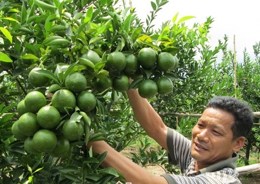 Để cho qu&yacute;t đường ra hoa kết tr&aacute;i quanh năm cần c&oacute; kỹ thuật trồng c&acirc;y v&agrave; chăm s&oacute;c khoa học. Ảnh minh họa 