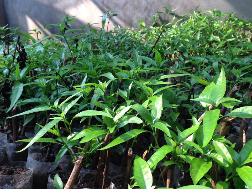  Kỹ thuật trồng c&acirc;y Ho&agrave;n Ngọc tương đối đơn giản. Ảnh minh họa