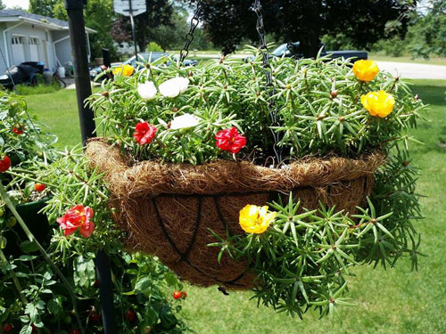 Kỹ thuật trồng v&agrave; chăm s&oacute;c hoa mười giờ kh&ocirc;ng mất qu&aacute; nhiều thời gian nhưng lại cho hoa nở cực đẹp. Ảnh minh họa