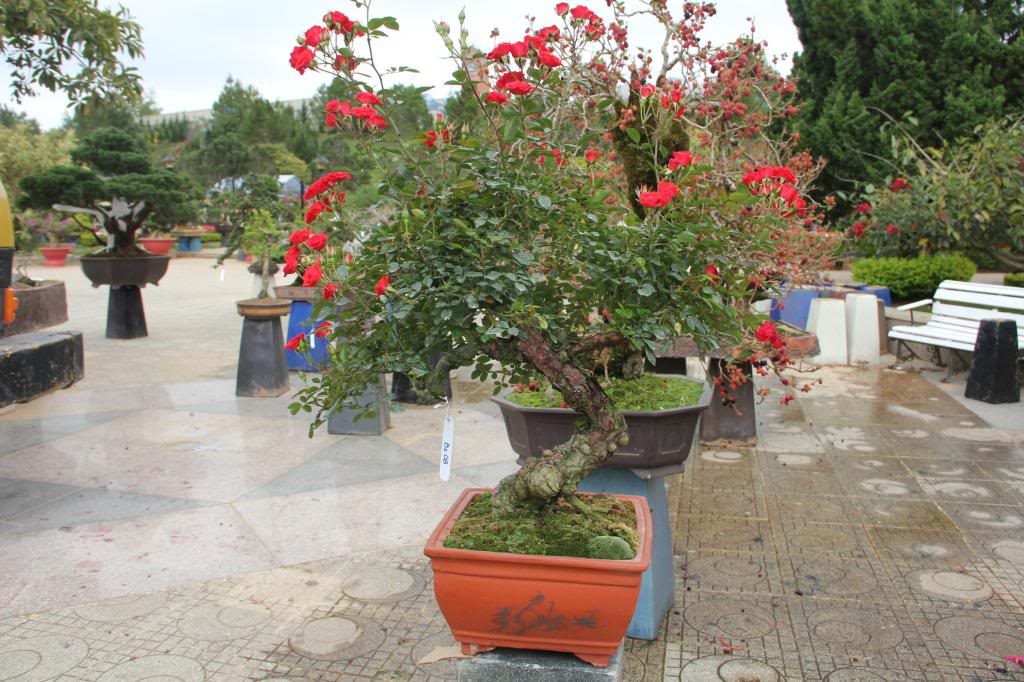 Kỹ thuật trồng c&acirc;y hồng bonsai kh&ocirc;ng chỉ đẹp m&agrave; c&ograve;n mang lại gi&aacute; trị Sòng Bài Trực Tuyến 13Win.com cao. Ảnh minh họa