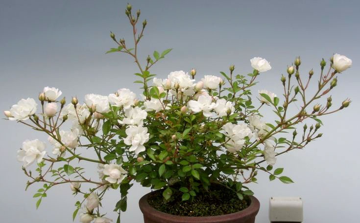 Kỹ thuật trồng c&acirc;y hồng bonsai đ&ograve;i hỏi sự cầu kỳ, s&aacute;ng tạo. Ảnh minh họa 
