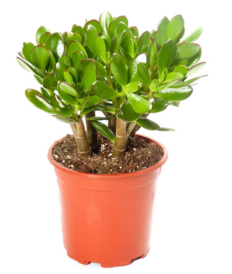 Kỹ thuật trồng c&acirc;y Ngọc B&iacute;ch tại nh&agrave; sẽ mang đến cho gia chủ nhiều tiền t&agrave;i, danh vọng v&agrave; sự may mắn. Ảnh minh họa 