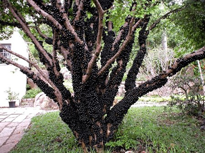 Kỹ thuật trồng c&acirc;y nho th&acirc;n gỗ cần đặc biệt ch&uacute; &yacute; tới c&aacute;ch chọn giống. Ảnh minh họa