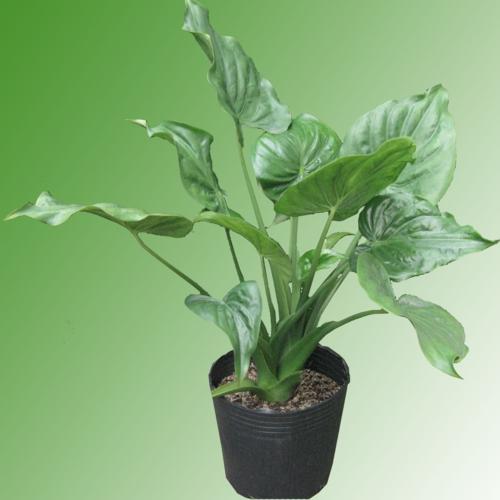 Kỹ thuật trồng c&acirc;y tai Phật mang may mắn cả năm.