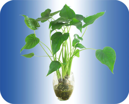 Kỹ thuật trồng c&acirc;y tai Phật c&oacute; thể trồng đ&acirc;t hoặc thủy canh. 