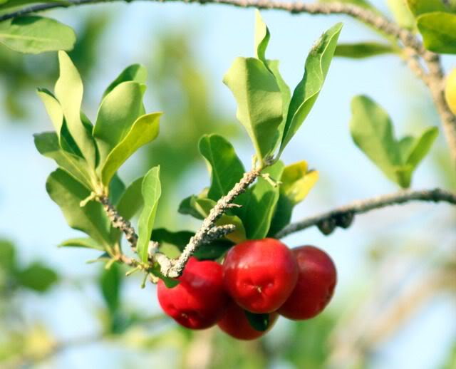 Kỹ thuật trồng c&acirc;y sơ ri bằng phương ph&aacute;p gi&acirc;m c&agrave;nh hoặc chiết. Ảnh minh họa 