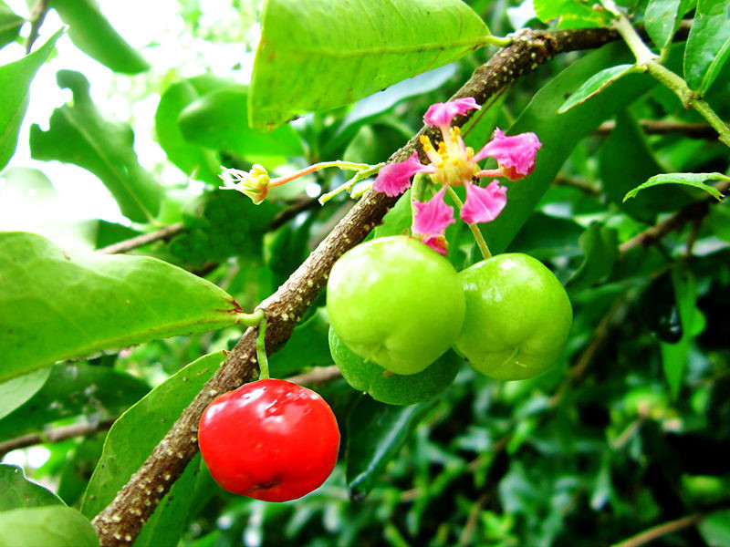 Kỹ thuật trồng c&acirc;y sơ ri cần phải chăm s&oacute;c v&agrave; tỉa c&agrave;nh đ&uacute;ng c&aacute;ch mới cho ra tr&aacute;i ngon, ngọt. Ảnh minh họa 