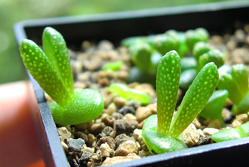 Kỹ thuật trồng c&acirc;y sen đ&aacute; tai thỏ đơn giản, dễ chăm s&oacute;c. Ảnh minh họa