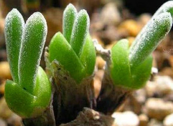Kỹ thuật trồng c&acirc;y sen đ&aacute; tai thỏ kh&ocirc;ng tốn c&ocirc;ng chăm s&oacute;c. Ảnh minh họa 
