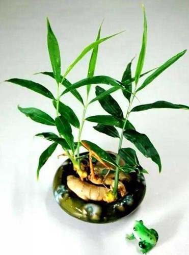 Kỹ thuật trồng gừng mini cần ch&uacute; &yacute; thay nước thường xuy&ecirc;n. Ảnh minh họa 