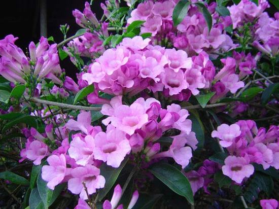 Kỹ thuật trồng c&acirc;y hoa lan tỏi xua đuổi c&ocirc;n tr&ugrave;ng hay rắn rất tốt. Ảnh minh họa