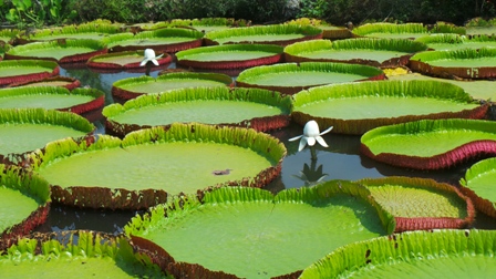 Kỹ thuật trồng cây sen vua đơn giản, dễ chăm sóc. Ảnh minh họa 
