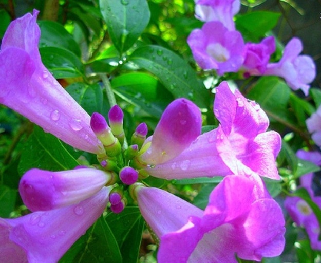  C&aacute;ch chăm s&oacute;c c&acirc;y lan tỏi kh&ocirc;ng cầu kỳ nhưng rất dễ ph&aacute;t triển v&agrave; cho hoa nở đẹp. Ảnh minh họa