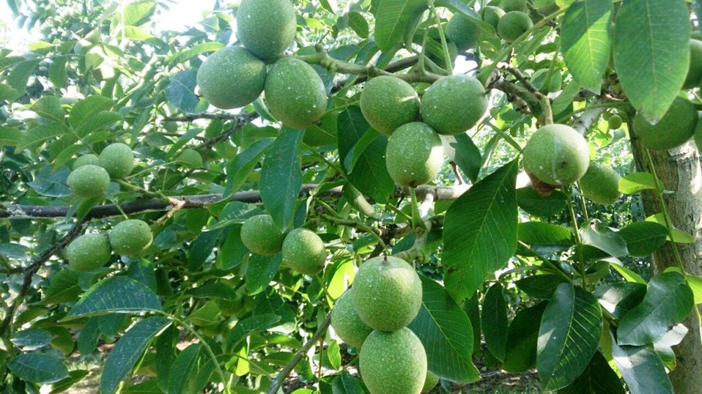 Kỹ thuật trồng c&acirc;y &oacute;c ch&oacute; d&ugrave; hơi phức tạp nhưng mang lại gi&aacute; trị dinh dưỡng v&agrave; Sòng Bài Trực Tuyến 13Win.com cực cao. Ảnh minh họa