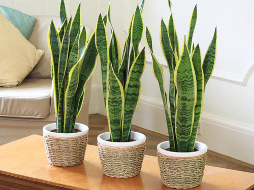 Kỹ thuật trồng c&acirc;y lưỡi hổ đ&atilde; đơn giản c&aacute;ch chăm s&oacute;c c&ograve;n đơn giản hơn. Ảnh minh họa 