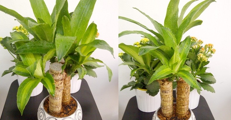 Kỹ thuật trồng c&acirc;y Thiết mộc lan mang may mắn cho gia chủ. Ảnh minh họa 