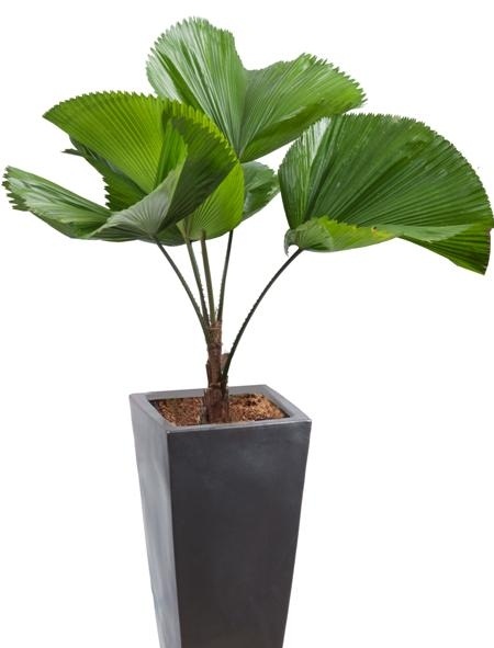 Kỹ thuật trồng c&acirc;y cọ Nhật kh&ocirc;ng kh&oacute; nhưng lại mang nhiều &yacute; nghĩa phong thủy. Ảnh minh họa 