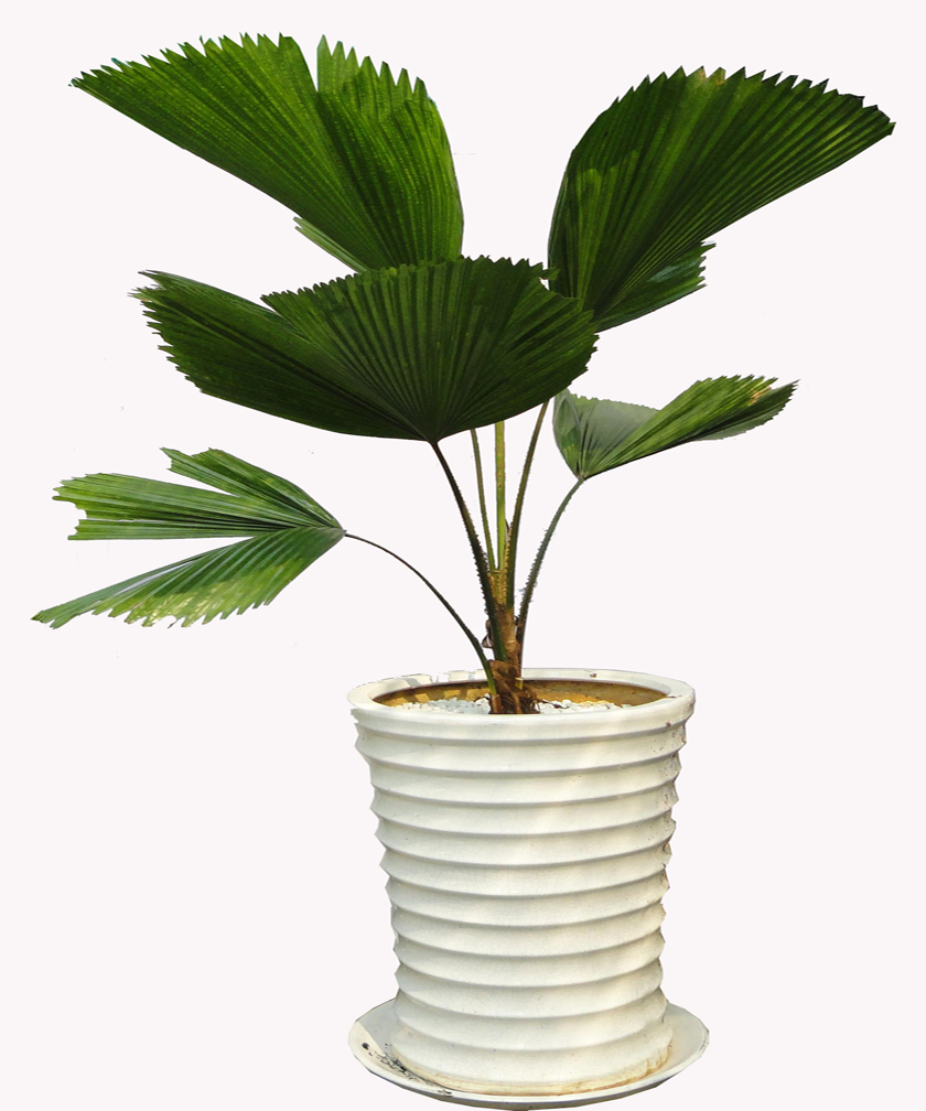 &Aacute;p dụng kỹ thuật trồng c&acirc;y cọ Nhật sẽ mang đến cho gia đ&igrave;nh bạn nhiều may mắn. Ảnh minh họa
