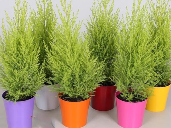 C&aacute;ch chăm s&oacute;c c&acirc;y t&ugrave;ng thơm kh&aacute; đơn giản chỉ cần kh&ocirc;ng được c&acirc;y qu&aacute; kh&ocirc;. Ảnh minh họa