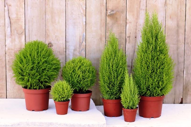 Kỹ thuật trồng c&acirc;y t&ugrave;ng thơm đuổi muỗi cực kiệu quả. Ảnh minh họa