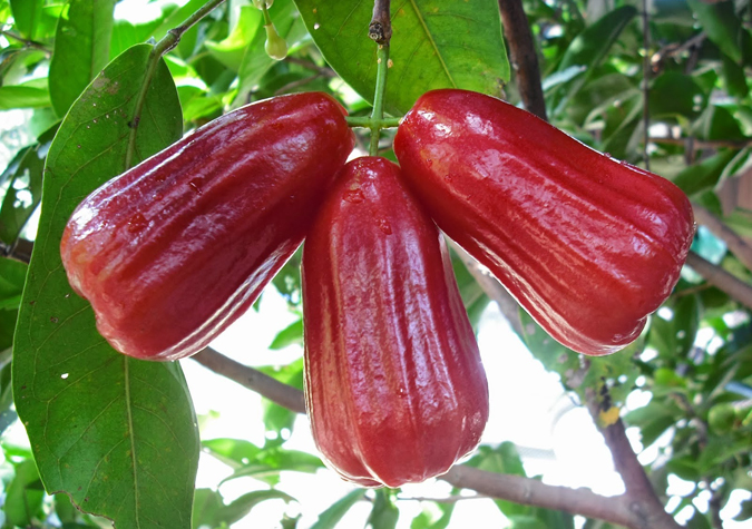 Kỹ thuật trồng cây roi đỏ Thái Lan chỉ cần chú ý tới khâu tưới nước. Ảnh minh họa 