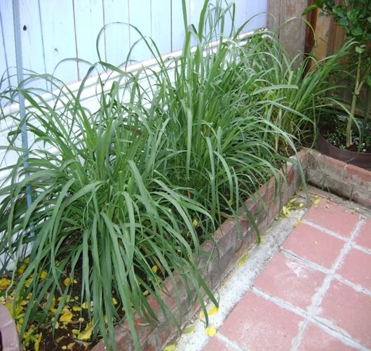 Kỹ thuật trồng c&acirc;y sả đuổi muỗi cực hiệu quả. Ảnh minh họa