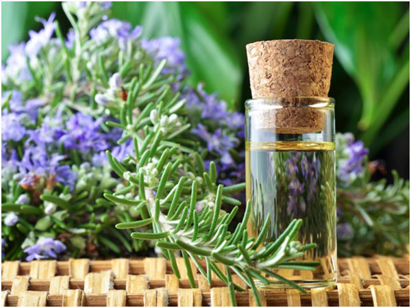 Kỹ thuật trồng c&acirc;y hoa oải hương kh&ocirc;ng chỉ l&agrave;m cảnh m&agrave; c&ograve;n l&agrave;m tinh dầu đuổi muỗi hiệu quả. Ảnh minh họa 