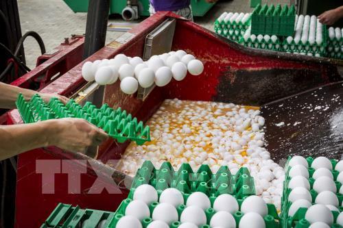  Trứng nhiễm thuốc trừ s&acirc;u đang lan rộng ra nhiều nước ch&acirc;u &Acirc;u. Ảnh: TTXVN