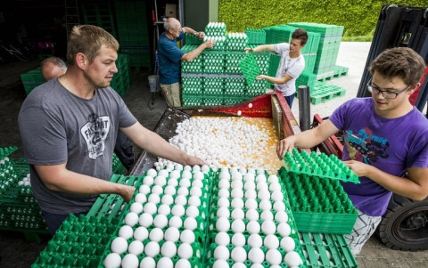 Nếu ăn phải trứng nhiễm thuốc trừ s&acirc;u sẽ ảnh hưởng tới gan, thận v&agrave; tuyến gi&aacute;p. Ảnh: VOV