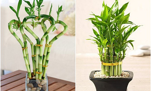 Kỹ thuật trồng v&agrave; chăm s&oacute;c c&acirc;y Phất dụ kh&ocirc;ng qu&aacute; kh&oacute; nếu biết c&aacute;ch. Ảnh minh họa