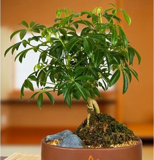 Kỹ thuật trồng c&acirc;y ngũ gia b&igrave; h&uacute;t kh&ocirc;ng kh&iacute; &ocirc; nhiễm, đuổi muỗi hiệu quả. Ảnh minh họa 