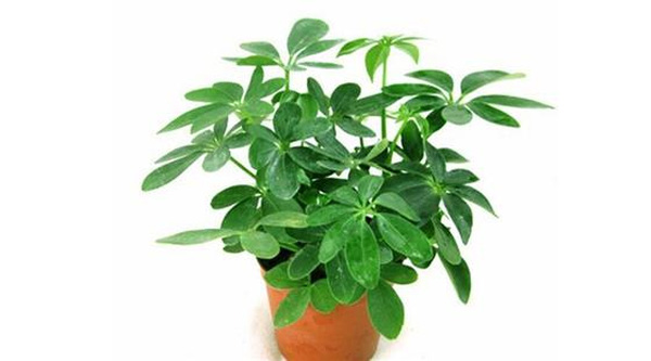  Kỹ thuật trồng c&acirc;y ngũ gia b&igrave; n&ecirc;n ch&uacute; &yacute; tới c&aacute;ch tưới nước v&agrave; ph&ograve;ng bệnh. Ảnh minh họa